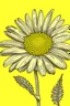 Placeholder: daisy flower drawing on yellow background