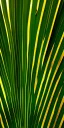 Placeholder: palm leaf's shadow, texture, thin gold line