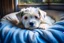 Placeholder: Generate an image depicting puppy curled up in his soft bed, surrounded by pillows and blankets. Show puppy with a content smile on his face as he drifts off to sleep, dreaming of the next adventure that awaits him tomorrow. The scene should convey a sense of peace and relaxation as puppy settles in for the night.