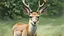 Placeholder: A gracefully aging Chinese water deer, its fur a patchwork of vibrant browns and whites, showcasing the passage of time while still exuding a quiet elegance. The gentle curve of its antlers hints at past glory, now softened by a touch of weathered wisdom. With a backdrop of verdant foliage, the deer stands as a living testament to nature's resilience. This breathtaking watercolor painting by a master artist captures the essence of fleeting beauty in the animal kingdom.