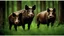 Placeholder: wild pigs with long tusks in woodland