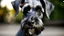 Placeholder: Standard Schnauzer