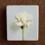 Placeholder: tiny oil painting of single long stem pressed flower, tiny white canvas, tiny white frame, melancholy, tender, moody, vintage, delicate arrangement, beautiful composition, etsy, aesthetic layout, plain solid white background