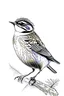 Placeholder: Inking illustration of a small bird. White background. Fine lines. Realistic bird. bird.