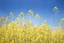 Placeholder: clear blue sky for top half, across Middle is canola flowers with green canola stems branches and leaves below, rapeseed sharp focus, realistic