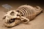 Placeholder: The petrified and crumbling skeleton of a huge creature lying upside down on the ground