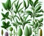 Placeholder: vector plants set illustration. watercolor white backdrop