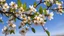 Placeholder: an almond branch with flowers, sun, clear blue sky