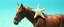 Placeholder: floating sea star munchin on a horse