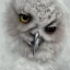 Placeholder: snow OWL