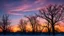 Placeholder: Beautifully colored sky at December sunset with silhouettes of bare trees.