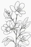 Placeholder: outline art ofWinter jasmine only black and white, no colour , White background. sketch style, clean line art, white background, no shadow and clear, no people, no colour, for book