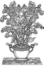 Placeholder: Outline art for coloring page, of beautiful Snapdragon flowers pot, a full image and perfectly centered image, thin and delicate black lines and large white blanks, white background, avoid drawings next to page borders