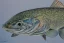 Placeholder: Northern pike painting with face