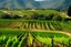 Placeholder: runners running through vineyards