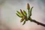 Placeholder: close up of an almond bud trying to bloom, blurred background, side bright lighting