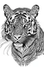 Placeholder: tiger face tattoo, coloring page, clean line art, adults drawing book, Black and white only, crisp black lines, sharp lines, coloring page for adults, black and white picture, lots of details,