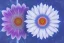 Placeholder: only one cosmic white flower in blue and pink cosmos