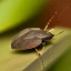 Placeholder: a man-faced_stink_bug, Catacanthus_incarnatus macro HDR photo