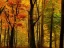 Placeholder: autumn forest