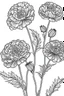 Placeholder: Outline art for coloring page, MARIGOLDS WITH STEMS, coloring page, white background, Sketch style, only use outline, clean line art, white background, no shadows, no shading, no color, clear