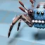 Placeholder: close up of a large hairy blue spider smiling and playing chess, photorealistic, blender render, wide angle lens, 4k, two birds, jungle,