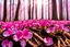 Placeholder: Magic wood with cyclamen, white, pink or parma light effects colors, sun, realistic, very detailed, nice cyclamen in wood, beautiful trees, high contrast, 8k, high definition, concept art, sharp focus