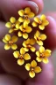 Placeholder: Lots of tiny golden flowers