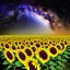 Placeholder: above a field of sunflowers the Milky Way curves in a summer sky digital art