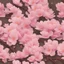 Placeholder: a detailed painting of a Japanese Cherry Blossom, seamless pattern, oil on canvas