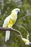 Placeholder: Photo of sulphur crested cockatoo on branch, 800mm lens, long exposure, Bokeh, Nikon Z FX, vivid colors