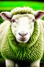 Placeholder: sheep innocent