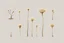 Placeholder: "Isolated concept art of multiple types of alien tree plant on a plain neutral background. Designed for Desert biome – dry, spiky, brittle grass with sharp edges, thorn-like blades, and pale dusty colors