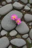 Placeholder: small beautiful flowers grow out of cracks in the grey stones and rocks