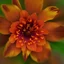 Placeholder: autumn flower
