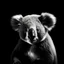 Placeholder: black and white photos with a black background with animals, koala