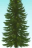 Placeholder: simplistic vector image of a spruce tree