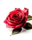 Placeholder: solo Rose no other elements in white background