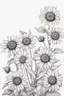 Placeholder: outline art of Sun eye (Heliopsis) only black and white, no colour , White background. sketch style, clean line art, white background, no shadow and clear, no people, no colour, for book