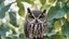 Placeholder: a small owl behind the leaves of a tree