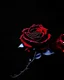 Placeholder: Deep red rose, black background, linear shapes