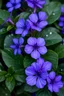 Placeholder: wallpaper background violet blue flowers green leaves white spots