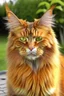 Placeholder: Confused mainecoon cat orange