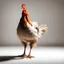 Placeholder: a live chicken stands tall in brown, a shadow falls from it, a white background