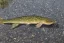 Placeholder: Northern pike