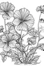 Placeholder: Outline art for coloring page, AVANT GARDE DRAWING OF A GARDEN OF A GERANIUM FLOWER, coloring page, white background, Sketch style, only use outline, clean line art, white background, no shadows, no shading, no color, clear