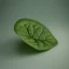 Placeholder: newborn baby from a green leaf