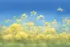 Placeholder: clear blue sky for top half, the rest is green canola plants with yellow flowers