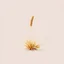Placeholder: Isolated concept art of low poly stylized alien dry single leaf grass on a plain neutral background.