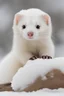 Placeholder: Snow ferret